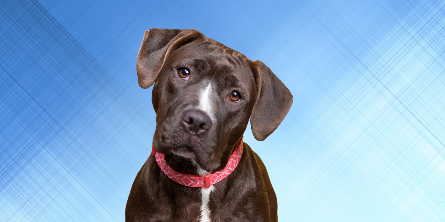 Auf den Hund gekommen